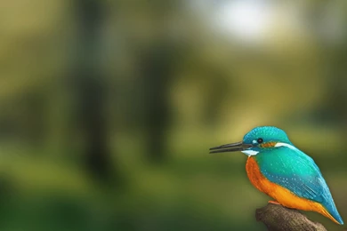 Wallpapers 1280X800 Kingfisher Wallpapers 1366X768 Kingfisher ...