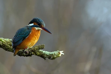 Kingfisher Birds Depth Of Field Wallpapers HD / Desktop And Mobile ...