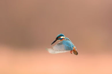 Kingfisher Wallpapers