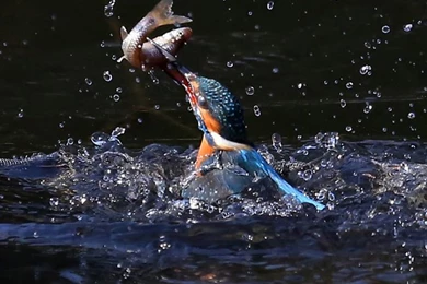 Wonderful Kingfisher iPhone 6 Wallpapers