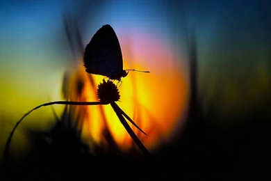 Butterfly Sun Eclipse Wallpapers