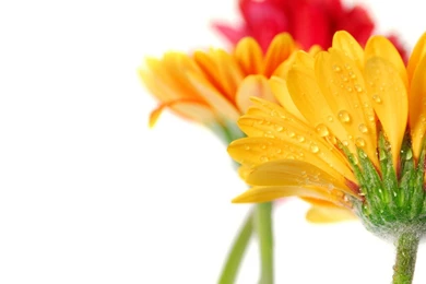 White Backgrounds 392Z Awesome Wallpapers   Naukriwall.com