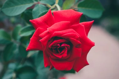 Red Rose Flower Wallpapers Hd