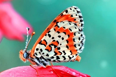 Mobile Wallpapers   Page 37 Of 44   Mobile Wallpapers Is A One ...