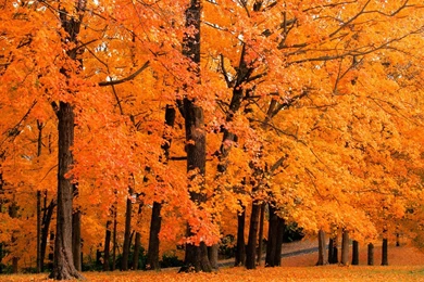 858 Fall HD Wallpapers