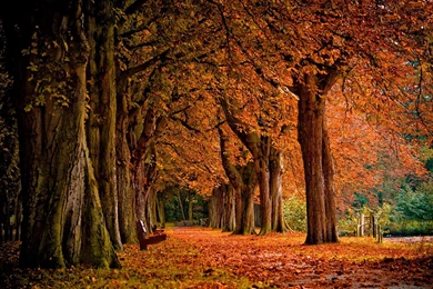 Late Autumn Season Woods HD Photography Wallpapers 5 - Landscape ...