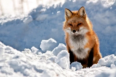 Other: Red fox Cool Fox Picture Red New Hampshire Best Wallpapers ...