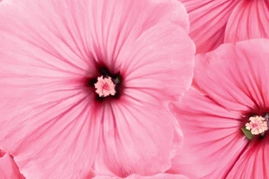 Beautiful Flowers Wallpapers   Best Flowers For Lock Screen And ...