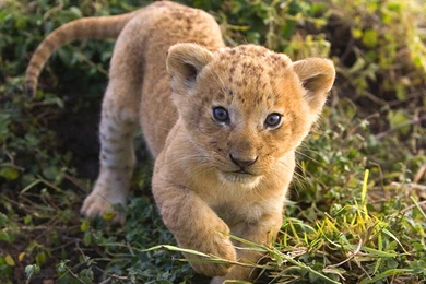 Animal wallpapers cute lion cub wallpaper 31330