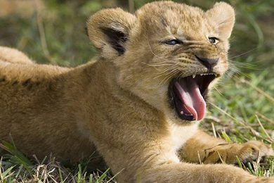 Cute Lion Cubs Wallpapers