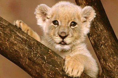 30 Undomesticated Lion Wallpapers