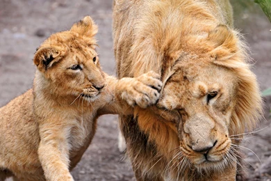Lion With Cute Cub