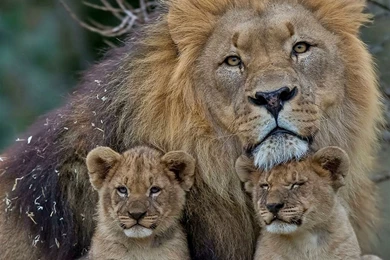 Lion Family Cute Animal Wallpapers
