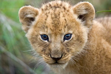 Cute Lion Child Love To His Mother Lion HD Wallpapers