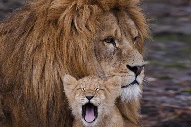 Male Lion With Cute Cub Wallpapers