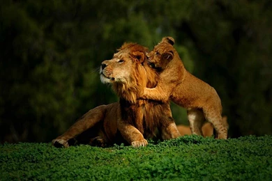 Cute Baby Girl Wallpapers   Mbagusi.com