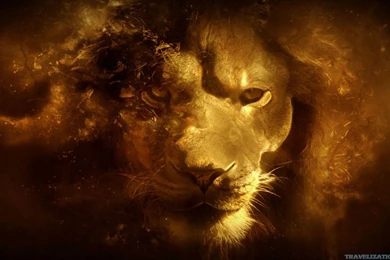 Truly Beautiful Lion Wallpapers