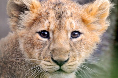 Related For Amazing Neon Lights Wallpapers