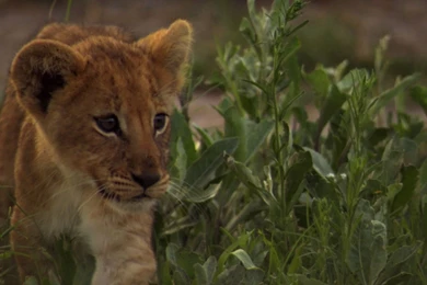 Lion Cub Desktop Wallpapers