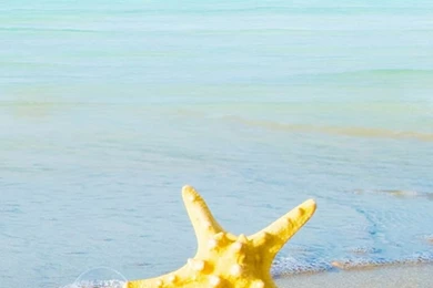 Starfish Beach iPhone 6 Plus HD Wallpapers / IPod Wallpapers HD ...