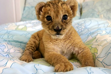 Cute Lion Cubs