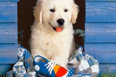 Cute Dog   Flikie Wallpapers