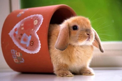 Wallpapers For > Cute Bunny Wallpapers Iphone