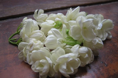 Free Animal Wallpaper Backgrounds Download