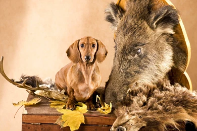 Dogs: DOG ANIMALS DOGS ANIMAL Wallpaper Backgrounds Free For HD 16 ...