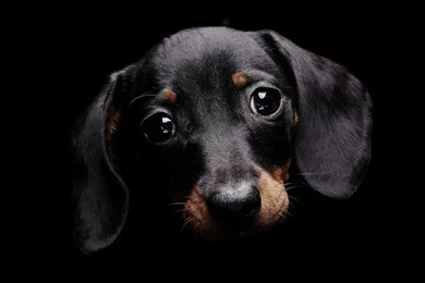 Dog Wallpaper Backgrounds Simple   Fullwidehd.com