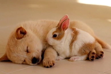 Baby Animal Wallpapers   Free Large Images