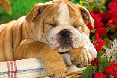 Puppies Cute Animal Hd Wallpapers Puppies Cute Animal 2