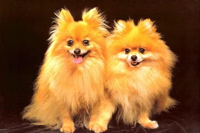 50 Cute Pictures Of Dogs And Puppies