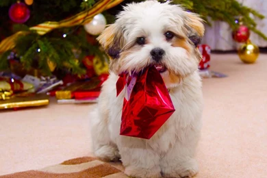 Gift For Cute Pet HD Wallpapers