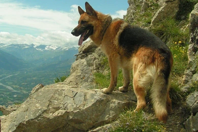 German Shepherd Dog Wallpapers Download   About Animals