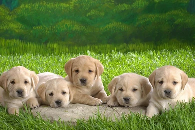 Lovely Dog Wallpapers