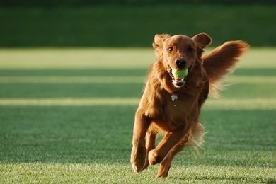 Dog Training Hd Wallpapers