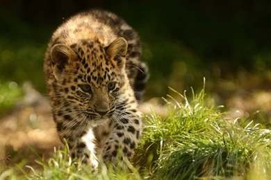 Baby Lamb Cute Animal Wallpapers HD Download For Desktop