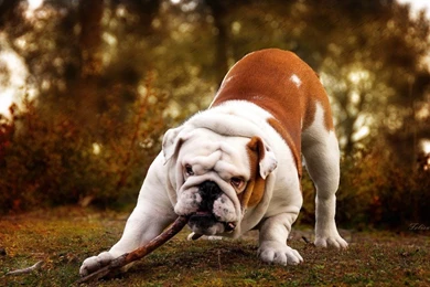 WALLPAPER HD Dog Playing With Stick Hd Wallpapers