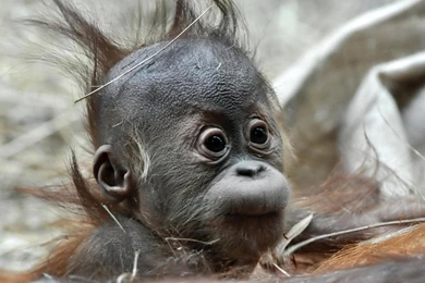 Adorable Baby Animal Images 3d Hd Pictures.