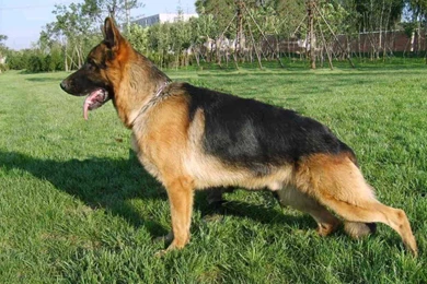 German Shepherd Dog HD Wallpapers
