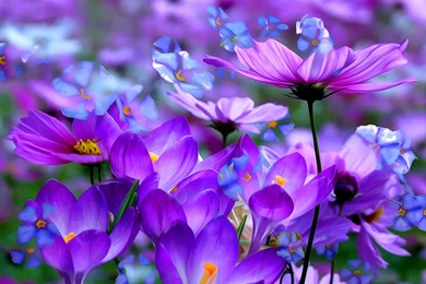 Purple Flowers Blooming HD Wallpapers For Desktop & Mobile