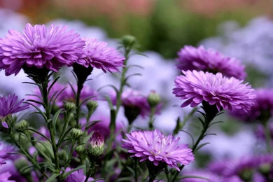 Purple Flowers In Garden Wallpapers For Desktop And Mobie
