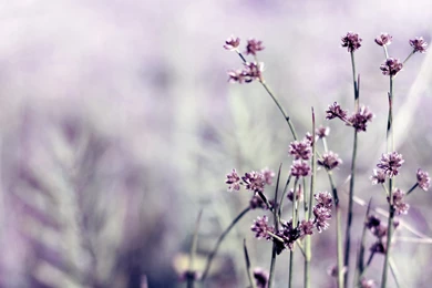 Daily Wallpaper: Little Purple Flowers