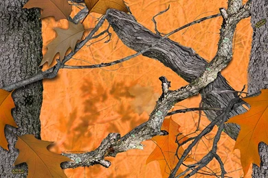 CB Outdoor – Fall Transition Camo Camouflage Licensing Graphics Design