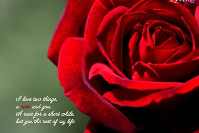 Love And Romance Wallpapers   Wallpapers HD Base