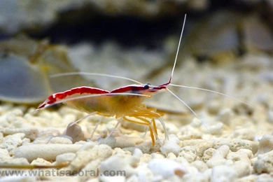 What Is A Coral ? Wallpapers 444 Lysmata Amboinensis ((en) Northern ...