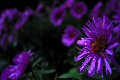 Purple Flowers Wallpapers   Widescreen HD Wallpapers