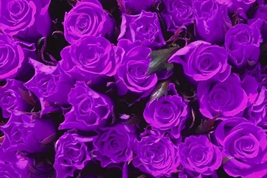 Violet Flower Images And Wallpapers Download