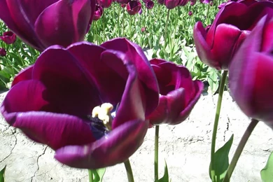 Tulips Flower Wallpapers Crazy Frankenstein